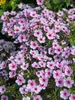 Phlox Early Lavender Pop