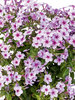 Phlox Early Lavender Pop
