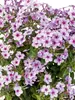 Phlox Early Lavender Pop