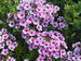 Phlox Early Lavender Pop