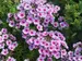Phlox Early Lavender Pop
