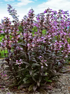 Link to Penstemon Blackbeard