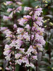 Penstemon Blackbeard