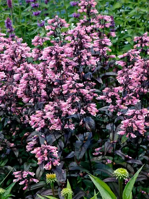Link to Penstemon Dakota&#153; Burgundy