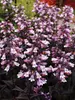Penstemon Dakota Burgundy