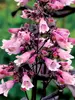 Penstemon Dakota Burgundy