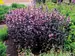 Penstemon Dakota Burgundy