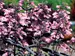 Penstemon Dakota Burgundy