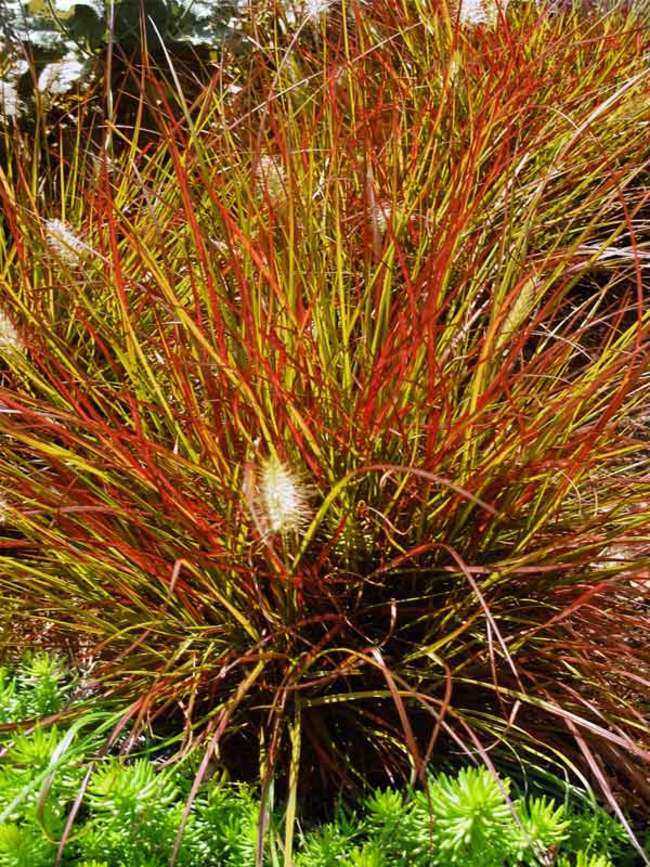 Pennisetum Burgundy Bunny