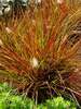 Pennisetum Burgundy Bunny