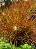Pennisetum Burgundy Bunny