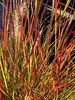 Pennisetum Burgundy Bunny