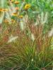 Pennisetum Burgundy Bunny