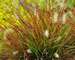 Pennisetum Burgundy Bunny