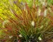 Pennisetum Burgundy Bunny