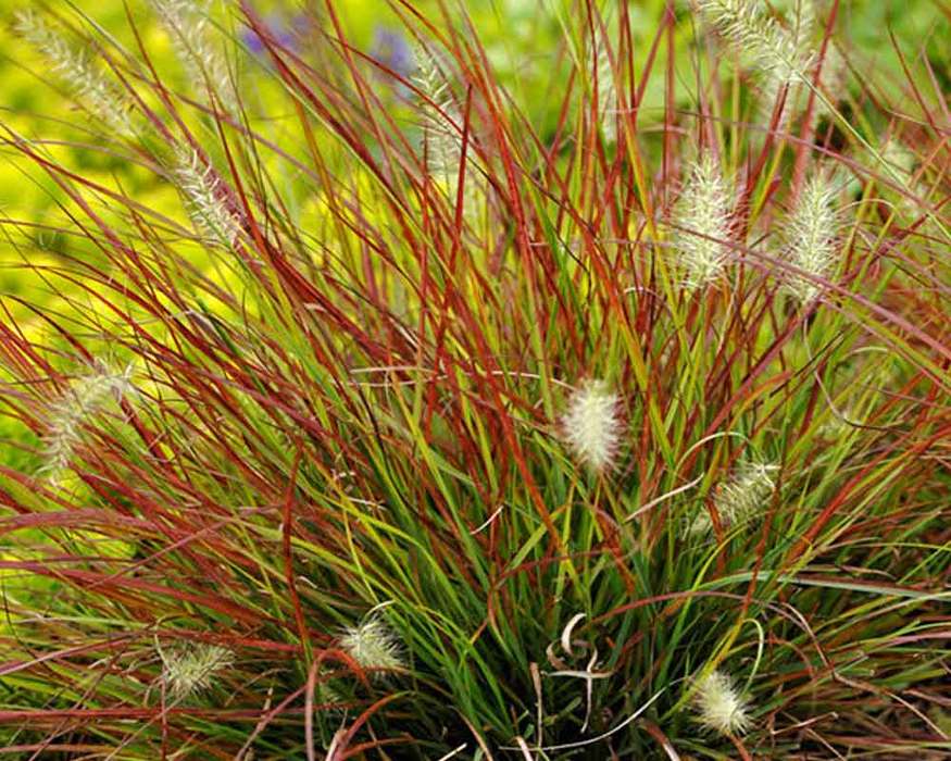 pennisetum-burgundy-bunny-bluestone-perennials