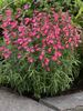 Penstemon Carillo Red