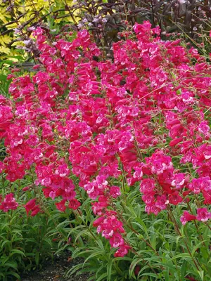 Link to Penstemon Cha Cha&#153; Hot Pink