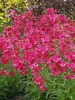 Penstemon Cha Cha Hot Pink