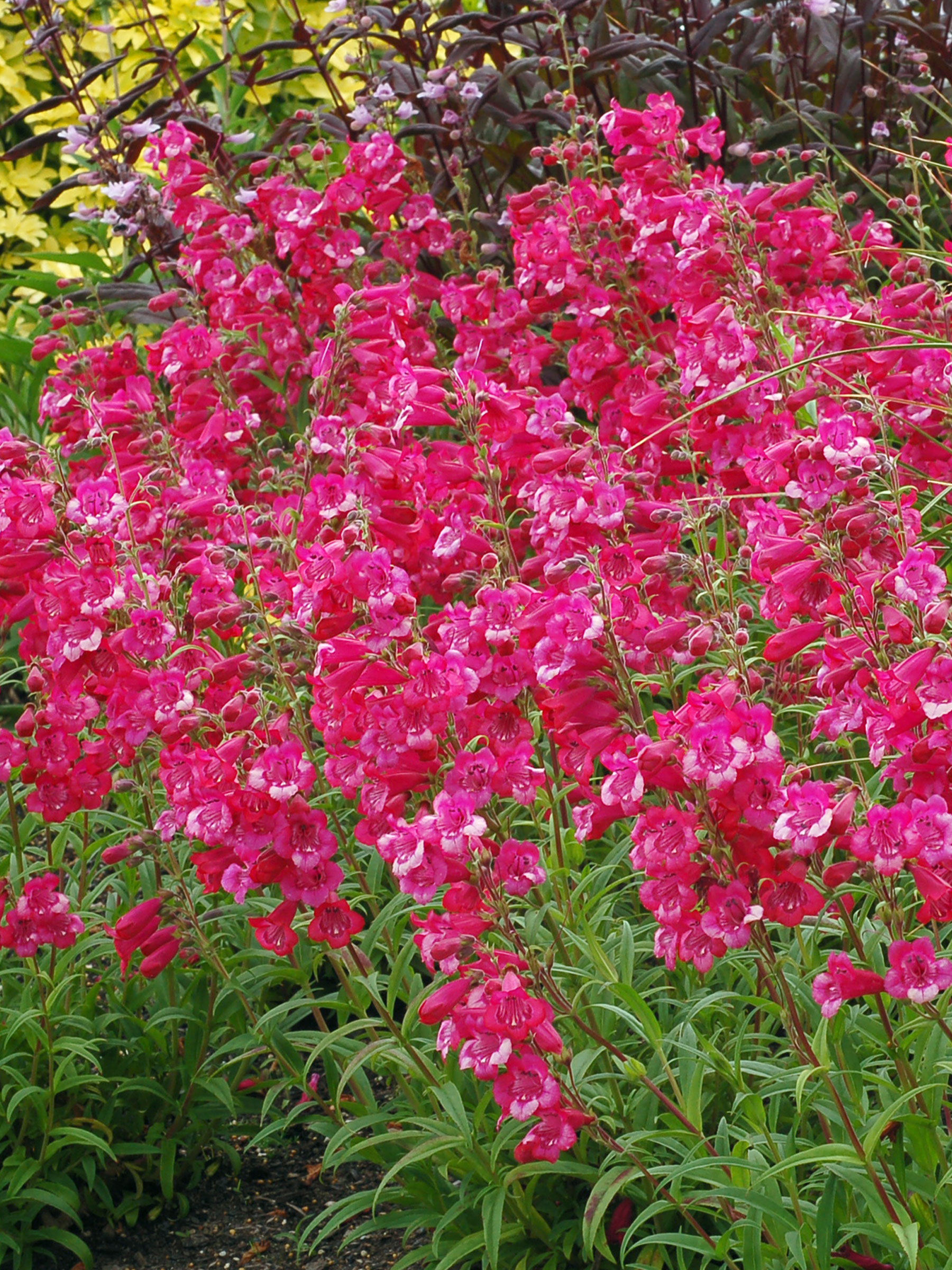 Penstemon Cha Cha Hot Pink | Bluestone Perennials
