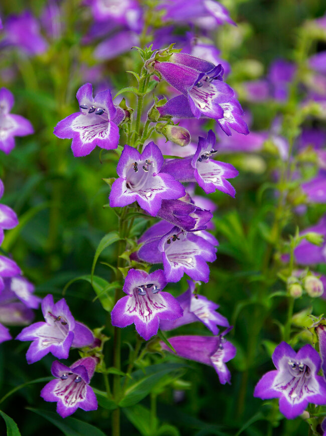 Penstemon Cha Cha Lavender