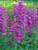 Penstemon Cha Cha Purple