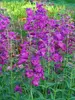 Penstemon Cha Cha Purple