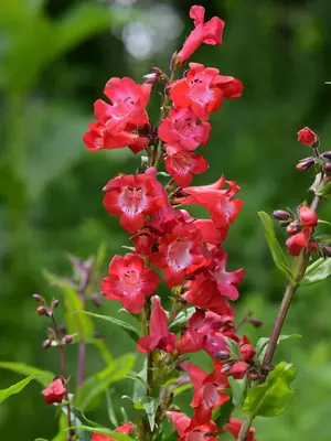 Link to Penstemon Cherry Sparks