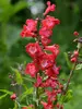 Penstemon Cherry Sparks