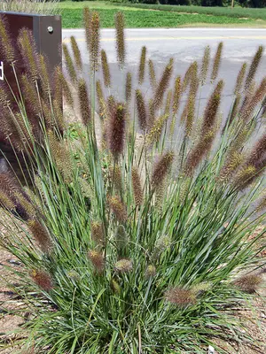 Link to Pennisetum Cayenne&#153;