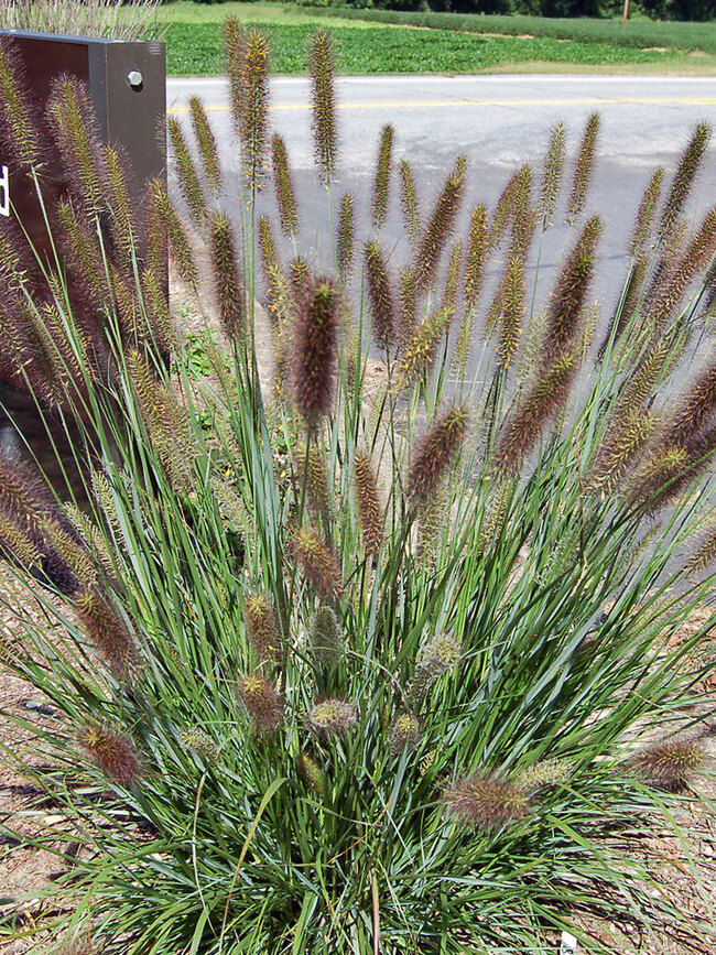 Pennisetum Cayenne