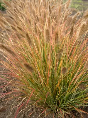 Link to Pennisetum Desert Plains