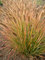 Pennisetum Desert Plains