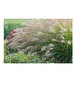 Pennisetum Desert Plains