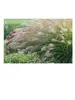 Pennisetum Desert Plains