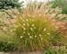 Pennisetum Desert Plains