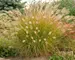 Pennisetum Desert Plains