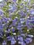 Penstemon Electric-Blue