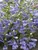 Penstemon Electric-Blue