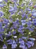 Penstemon Electric-Blue
