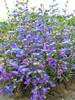 Penstemon Electric-Blue