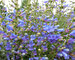 Penstemon Electric-Blue