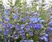 Penstemon Electric-Blue