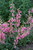 Penstemon Elfin-Pink