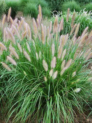 Link to Pennisetum Etouffee&#153;
