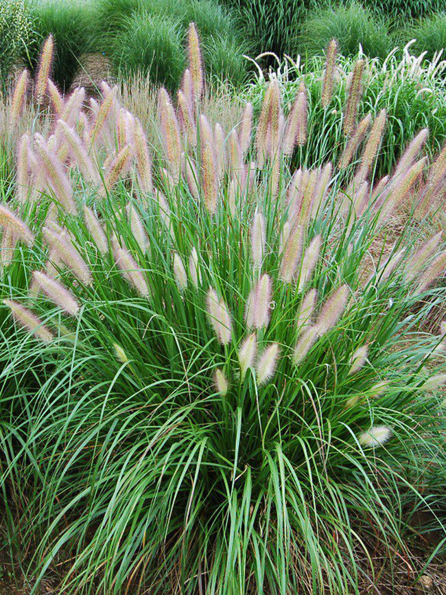 Pennisetum Etouffee