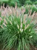 Pennisetum Etouffee
