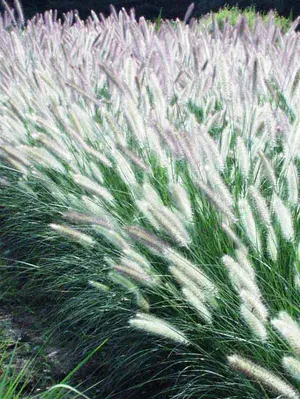 Link to Pennisetum Foxtrot