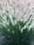 Pennisetum Foxtrot