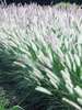 Pennisetum Foxtrot